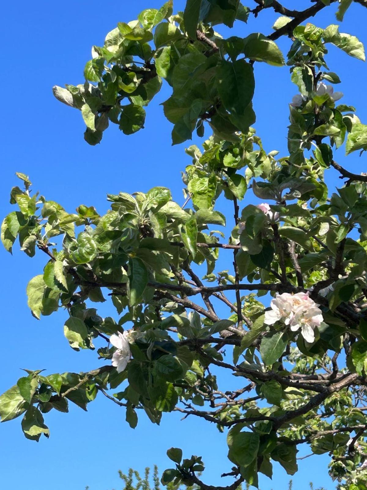 The Apple Tree Apartment Chestfield Bagian luar foto
